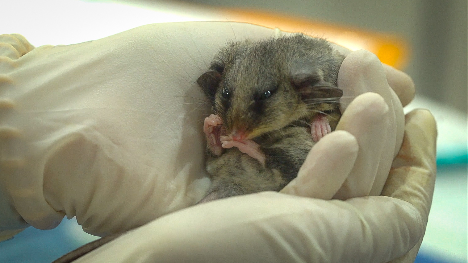 Somehow when you track a mountain pygmy possum down by drone and give it a health check one of the cutest animals on Earth starts to look a scheme Montgomery Burns